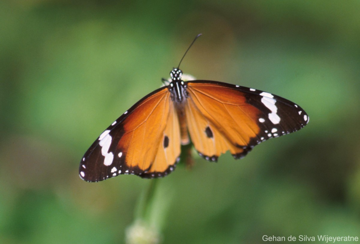 Danaus chrysippus Linnaeus, 1758